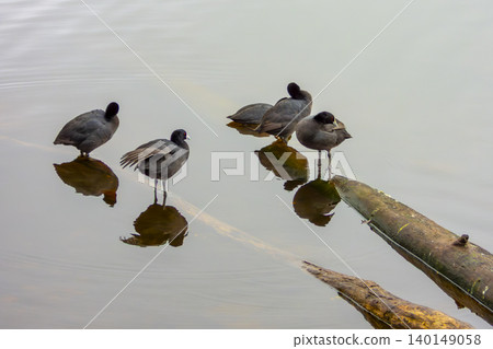 A group of Eurasian Coot water birds in a lake on a sunny day 140149058