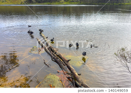A group of Eurasian Coot water birds in a lake on a sunny day 140149059