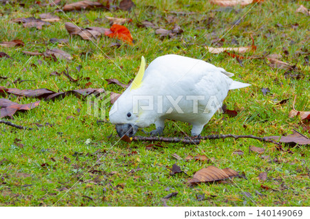 A Sulphur Crested Cockatoo foraging for food in a grassy field A Sulphur Crested Cockatoo foraging for food in a grassy field 140149069