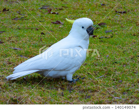 A Sulphur Crested Cockatoo foraging for food in a grassy field A Sulphur Crested Cockatoo foraging for food in a grassy field 140149074