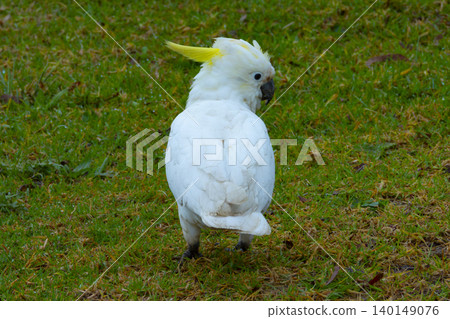 A Sulphur Crested Cockatoo foraging for food in a grassy field A Sulphur Crested Cockatoo foraging for food in a grassy field 140149076