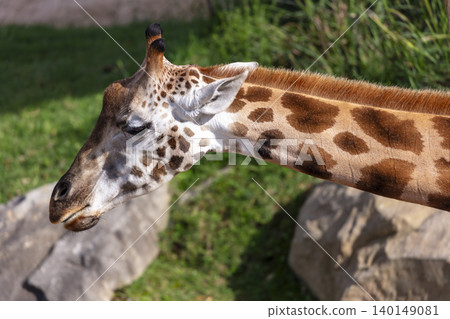 Portrait of the head of a Giraffe in the outdoors on a sunny day Portrait of the head of a Giraffe in the outdoors on a sunny day 140149081