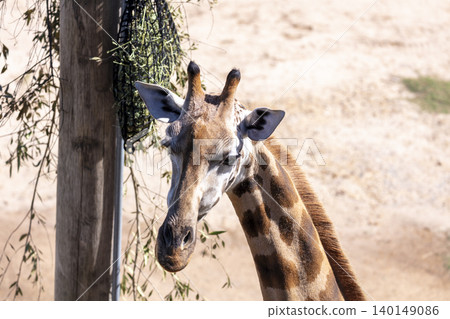 Portrait of the head of a Giraffe in the outdoors on a sunny day Portrait of the head of a Giraffe in the outdoors on a sunny day 140149086