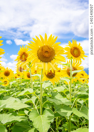 Sunflowers blooming against a summer sky (Summer material/Summer image) 140149097