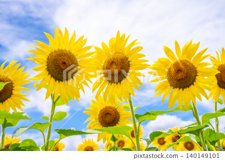 Sunflowers blooming against a summer sky (Summer material/Summer image) Sunflowers blooming against a summer sky (Summer material/Summer image) 140149101
