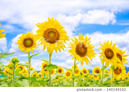Sunflowers blooming against a summer sky (Summer material/Summer image) Sunflowers blooming against a summer sky (Summer material/Summer image) 140149102