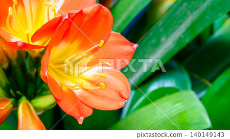 Close-up of Clivia flowers Close-up of Clivia flowers 140149143