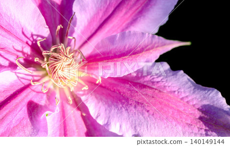 Close-up of clematis against a black background Close-up of clematis against a black background 140149144