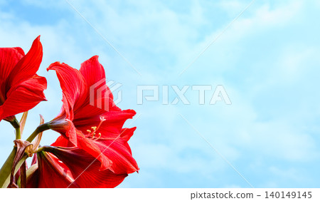 Red Amaryllis Flower Red Amaryllis Flower 140149145