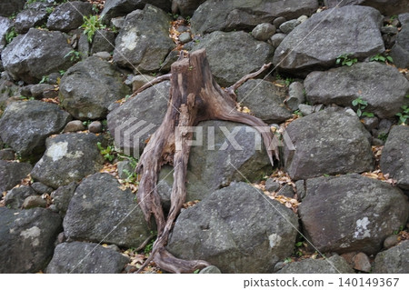 Stone walls, Kanazawa Castle, castle Stone walls, Kanazawa Castle, castle 140149367
