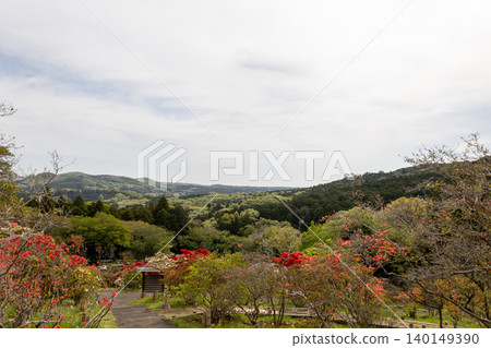 Kasama Azalea Park: Azaleas under a blue sky Kasama Azalea Park: Azaleas under a blue sky 140149390