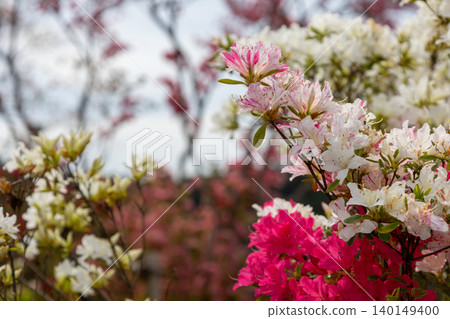 Azalea close-up photo 140149400