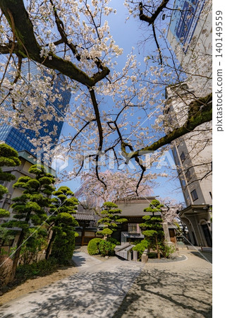 櫻花裝點著丈圓寺的庭院。 櫻花裝點著丈圓寺的庭院。 140149559