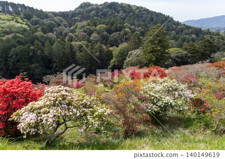 Kasama Azalea Park: Azaleas in a variety of colors Kasama Azalea Park: Azaleas in a variety of colors 140149619