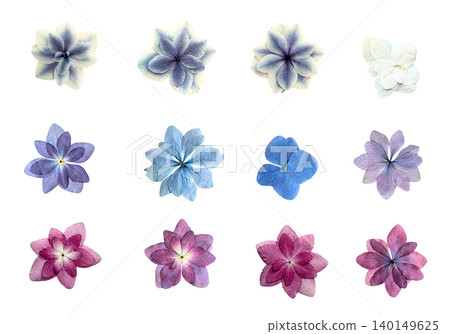 Transparent background pressed hydrangea material set (blue, pink, purple variations) Transparent background pressed hydrangea material set (blue, pink, purple variations) 140149625