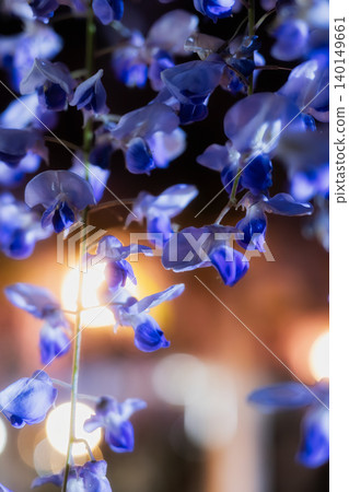 Beautiful purple wisteria blossoms, illuminated in the darkness of night, appear fantastically ethereal. Beautiful purple wisteria blossoms, illuminated in the darkness of night, appear fantastically ethereal. 140149661