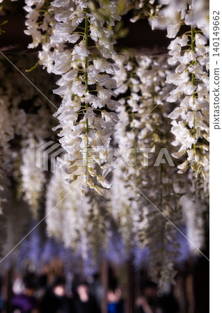 White wisteria blossoms in full bloom, shining magically in the darkness of the night. White wisteria blossoms in full bloom, shining magically in the darkness of the night. 140149662
