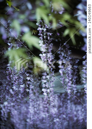 Wisteria blossoms in full bloom gracefully hang down from between the refreshing new leaves of maple trees. Wisteria blossoms in full bloom gracefully hang down from between the refreshing new leaves of maple trees. 140149663