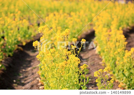 Rape blossoms Spring image Rape blossoms Spring image 140149899