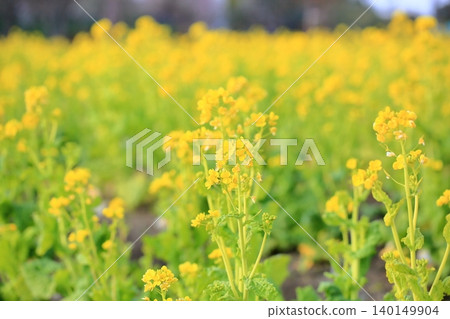 強姦開花春天圖像 140149904