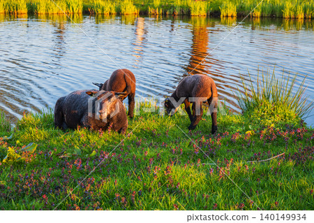 Three sheep grazing and resting beside a peaceful canal during warm golden hour light, showing traditional rural landscape, farm animals and natural countryside scenery in the Netherlands. Three sheep grazing and resting beside a peaceful canal during warm golden hour light, showing traditional rural landscape, farm animals and natural countryside scenery in the Netherlands. 140149934