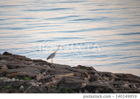 A solitary gray heron gazes at the ripples of the morning calm. A solitary gray heron gazes at the ripples of the morning calm. 140149959