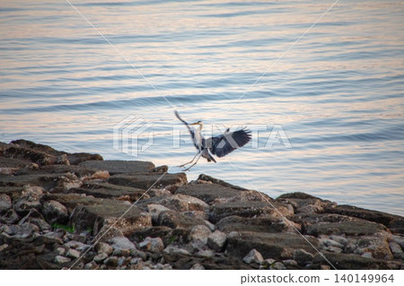 The moment of landing with wings spread wide in a dynamic manner 140149964