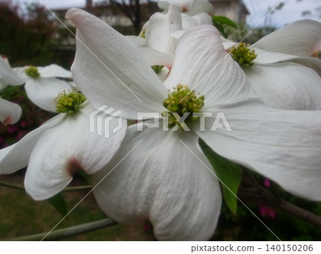 Dogwood Dogwood 140150206