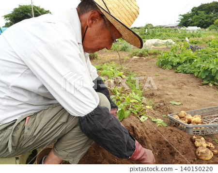 man harvesting potatoes man harvesting potatoes 140150220