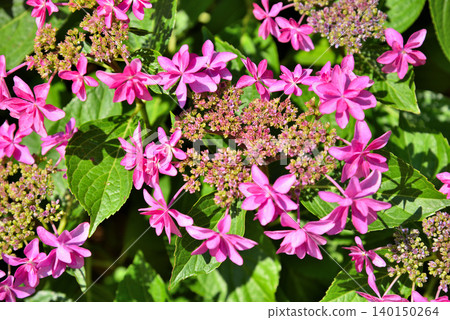 Hydrangea of pink color Hydrangea of pink color 140150264