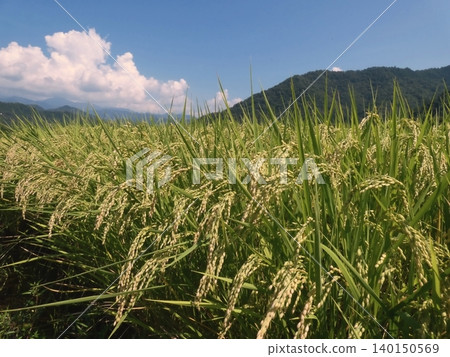 稻田綿延在藍天下,遠處是連綿的群山,構成了一幅美麗的鄉村景象。 稻田綿延在藍天下,遠處是連綿的群山,構成了一幅美麗的鄉村景象。 140150569