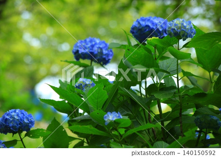 盛開的藍色繡球花 盛開的藍色繡球花 140150592