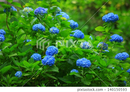 盛開的藍色繡球花 140150593