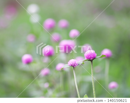 Pretty globe amaranth flowers Pretty globe amaranth flowers 140150621