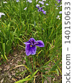 鳶尾花 140150633