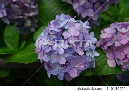 淡紫色繡球花的特寫 淡紫色繡球花的特寫 140150751