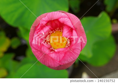 A close-up of a beautiful lotus bud before it blooms. A close-up of a beautiful lotus bud before it blooms. 140150752