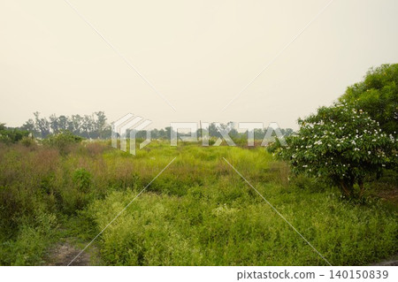 A tranquil grassland landscape unfolds over Lumbini at dusk. A tranquil grassland landscape unfolds over Lumbini at dusk. 140150839