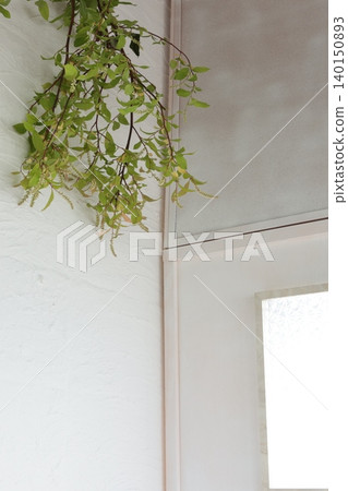 Itea virginica hanging from the wall Itea virginica hanging from the wall 140150893