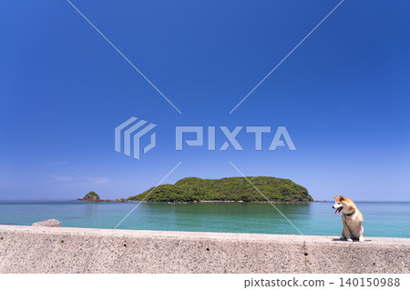Blue sea and Shiba Inu; Cute Shiba Inu; Shiba Inu Akane Blue sea and Shiba Inu; Cute Shiba Inu; Shiba Inu Akane 140150988