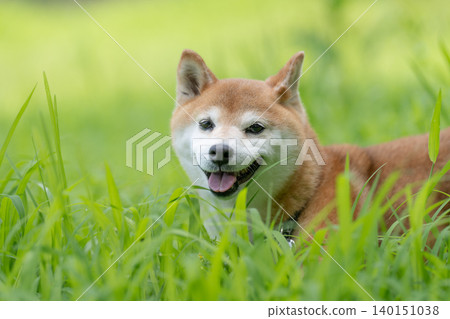 A cute Shiba Inu playing in a field - Akane the Shiba Inu A cute Shiba Inu playing in a field - Akane the Shiba Inu 140151038