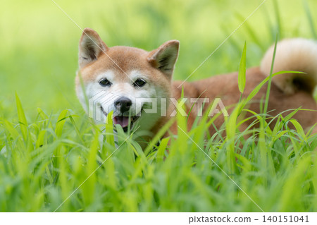 A cute Shiba Inu playing in a field - Akane the Shiba Inu 140151041