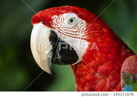 Detailed Ara Macao Parrot Head Portrait. Detailed Ara Macao Parrot Head Portrait. 140151076