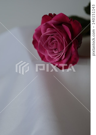 Pink rose flower Pink rose flower 140151143