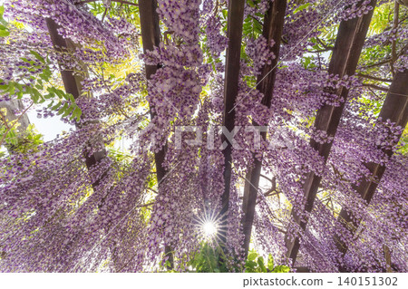Wisteria trellis and rays of light Wisteria trellis and rays of light 140151302