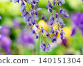 紫藤花的景觀 140151304