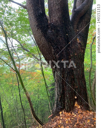 The trunk of an ancient tree split into three branches and the misty forest of autumn. The trunk of an ancient tree split into three branches and the misty forest of autumn. 140151313