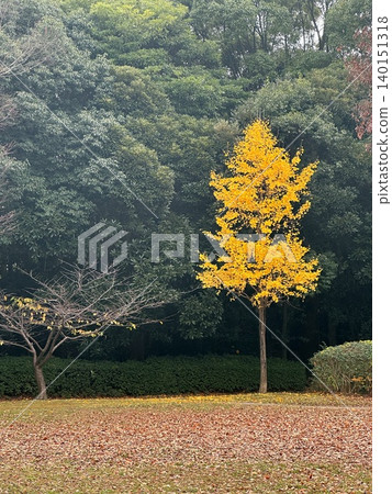 公園裡一棵孤零零的黃色銀杏樹，背景是綠色的。 140151318