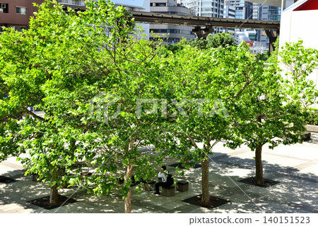 A small forest in the courtyard of a shopping mall in Shibaura 1-chome A small forest in the courtyard of a shopping mall in Shibaura 1-chome 140151523