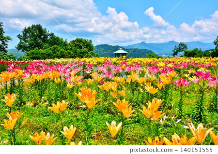 Tulip fields in full bloom at Horinouchi Tsukioka Park in Uonuma City, Niigata Prefecture. Tulip fields in full bloom at Horinouchi Tsukioka Park in Uonuma City, Niigata Prefecture. 140151555
